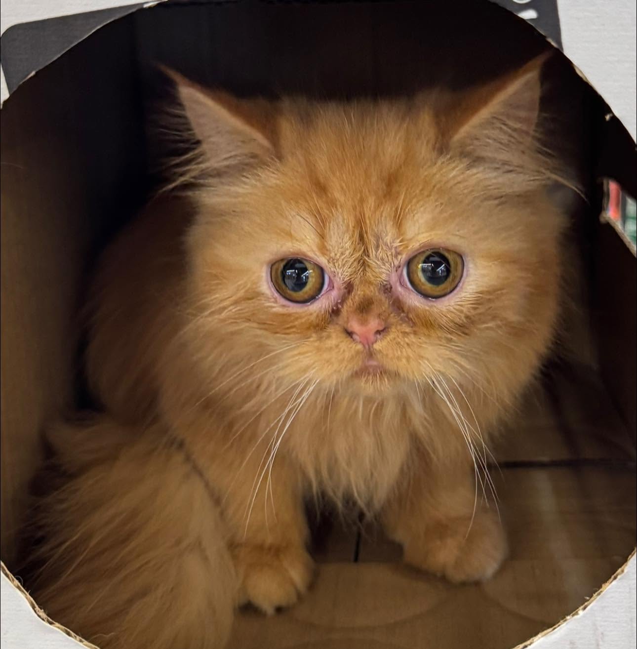 Kucing jingga daripada Facebook CSK Pets Home / Ginger cat from CSK Pets Home’s Facebook